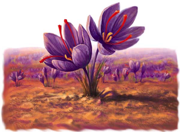 نکاتی برای نگهداری درست زعفران و حفظ کیفیت آن
