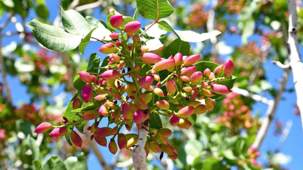 انواع درختان پسته و ویژگیهای آنها