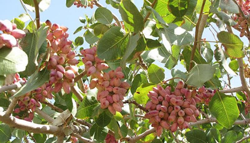 چرا ایران به عنوان مهد پسته شناخته میشود؟